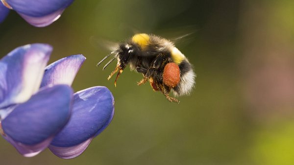 Hummel - Foto: iStock / hardeko