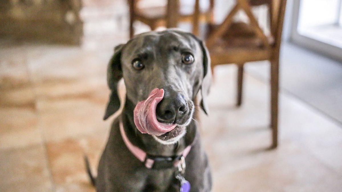 Realer Albtraum: Hund leckt Beine seines Herrchens – nun hat er keine mehr