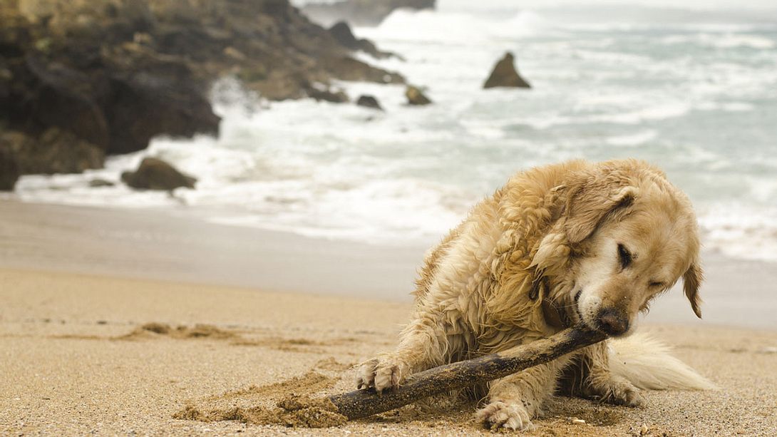 Hund am Strand - Foto: iStock / MarioGuti