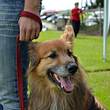 Hund an einer Leine - Foto: IMAGO / CHROMORANGE