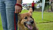 Hund an einer Leine - Foto: IMAGO / CHROMORANGE