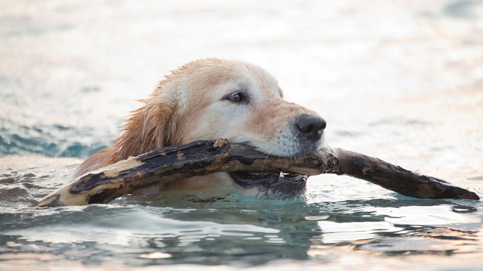 Wegen der Vorschriften Mann rettet Hund aus Teich und bekommt Anzeige