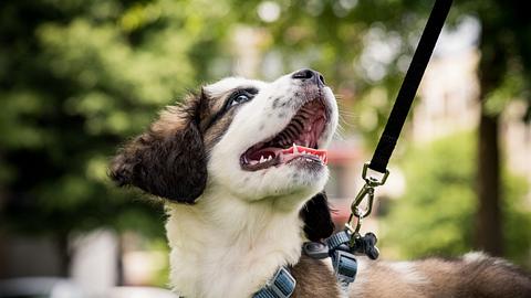 Neue Regeln fürs Gassigehen - Foto: iStock / Brendan von Wahl