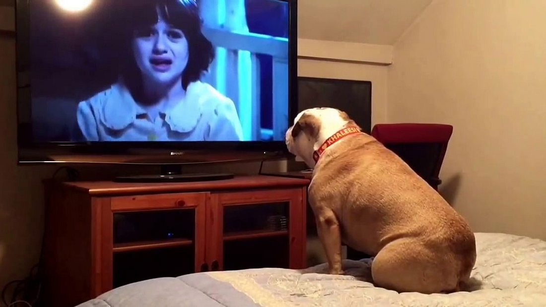 Khaleesi ist ein ganz besonderes Expemplar Hund. Der Vierbeiner schaut gerne TV ...