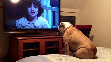 Khaleesi ist ein ganz besonderes Expemplar Hund. Der Vierbeiner schaut gerne TV ... - Foto: Screenshot YouTube / Elvis and Khaleesi