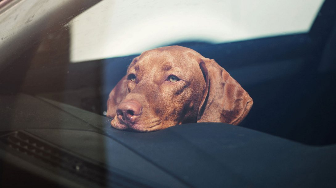 Hund im Auto - Foto: iStock / Ablozhka