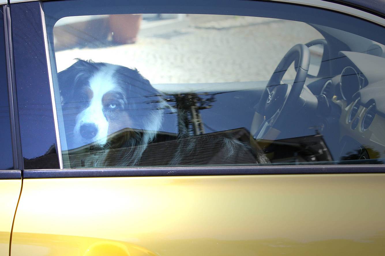 Hund im Auto eingeschlossen Hund im Auto eingeschlossen