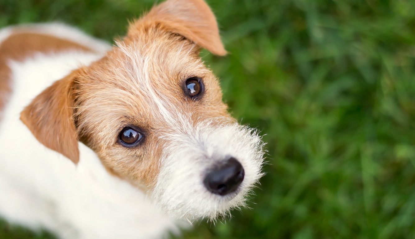 Hund im Garten begraben: Darf man das? Hund