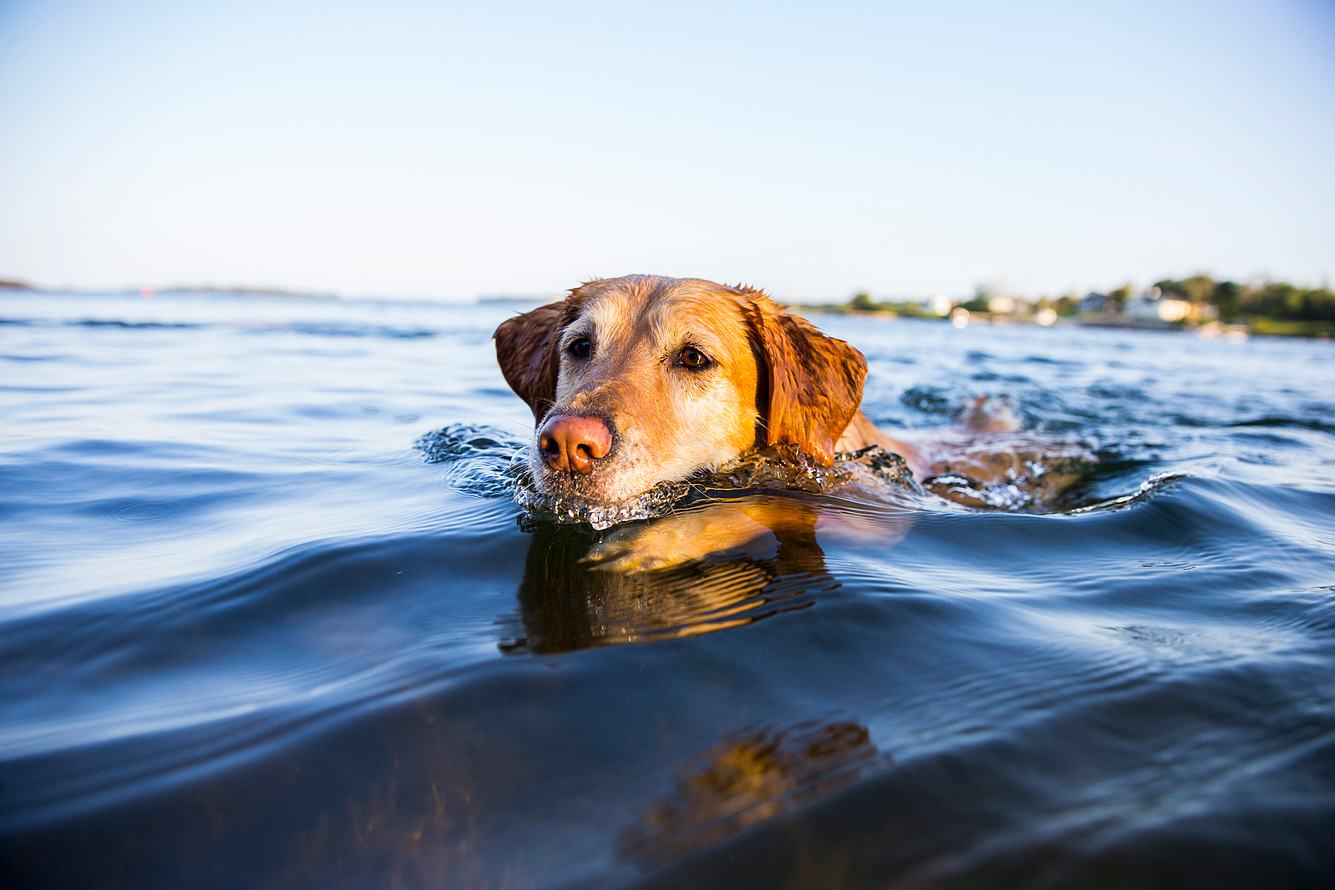 Hund im Wasser Hund im Wasser