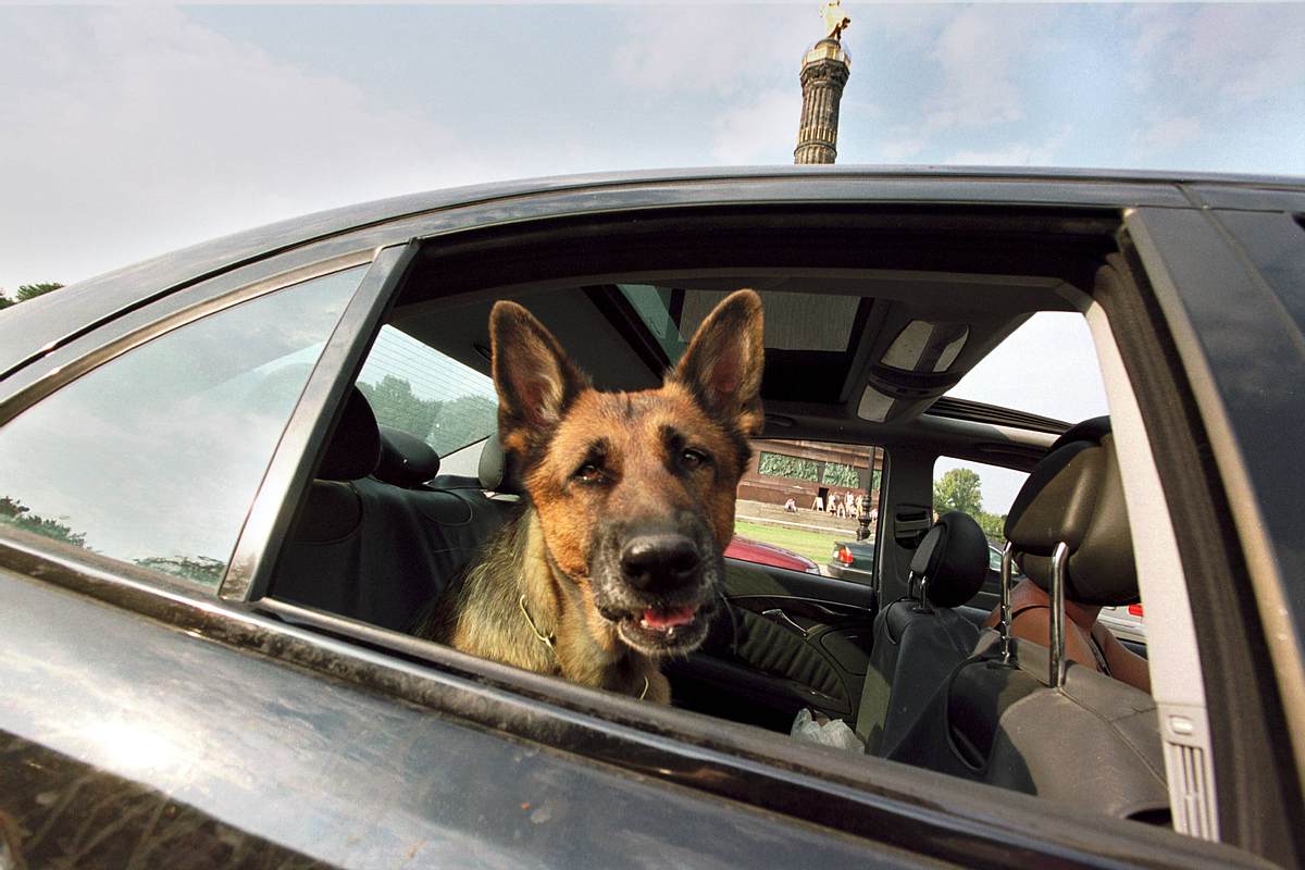 Hund in Auto