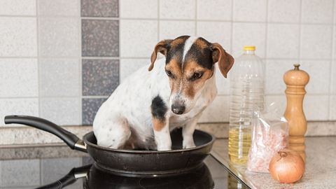 Jack-Russell-Terrier in Bratpfanne - Foto: iStock / K_Thalhofer