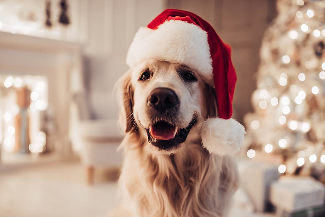 Hund in roter Weihnachtsmütze Hund in roter Weihnachtsmütze