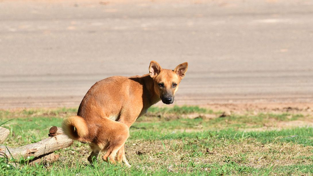 Darum starrt dich dein Hund beim Häufchenmachen an - Foto: iStock / ToeyFatboy