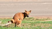 Darum starrt dich dein Hund beim Häufchenmachen an - Foto: iStock / ToeyFatboy