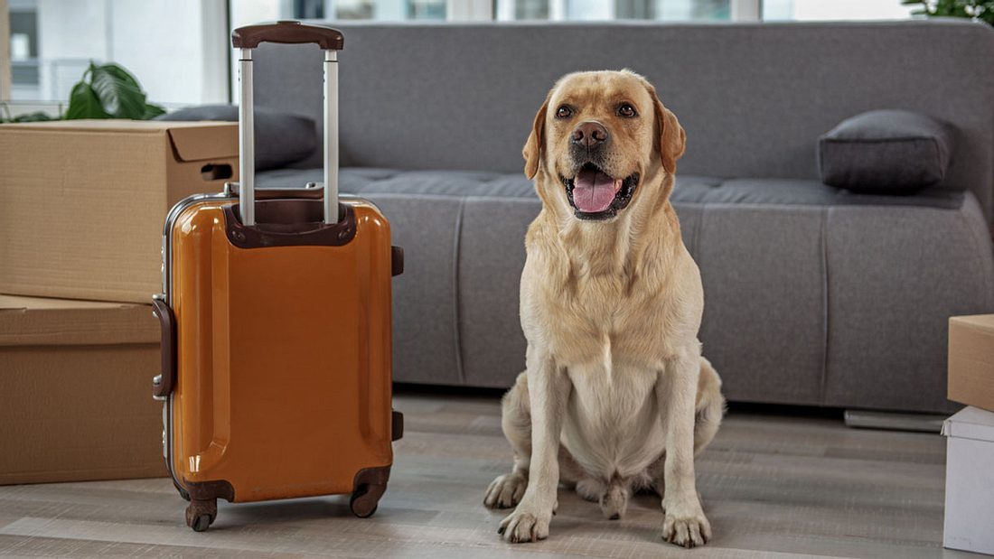 Hund in Reisevorfreude