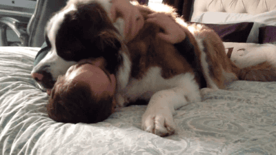 Ein Hund kuschelt mit einem Menschen