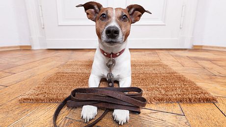 Hunde mit Leine auf den Pfoten - Foto: iStock / damedeeso
