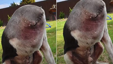 Angeblicher Hund ohne Kopf - Foto: Facebook / upsoclthekiwi (Screenshot)