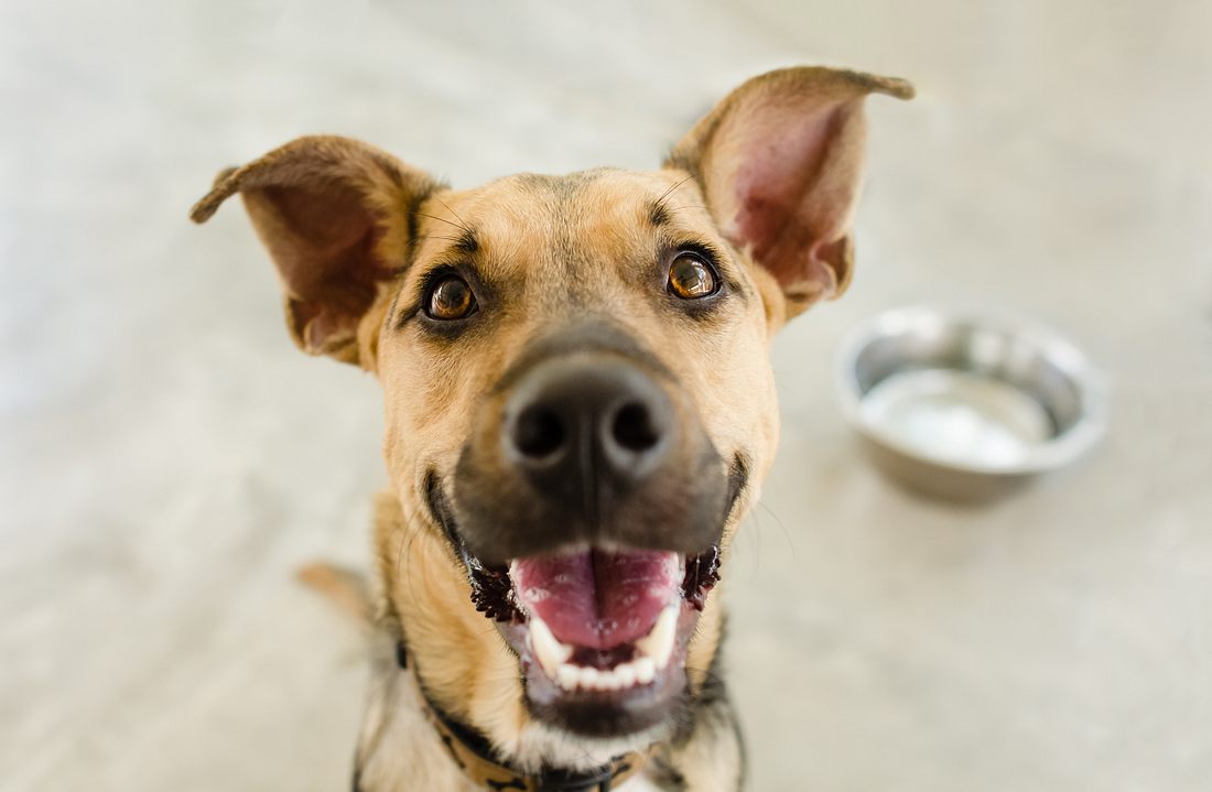 Hungriger Schäferhund Hungriger Schäferhund