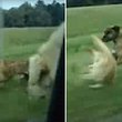 Hund springt aus fahrendem Auto - Foto: YouTube / 1ElmoLeon1
