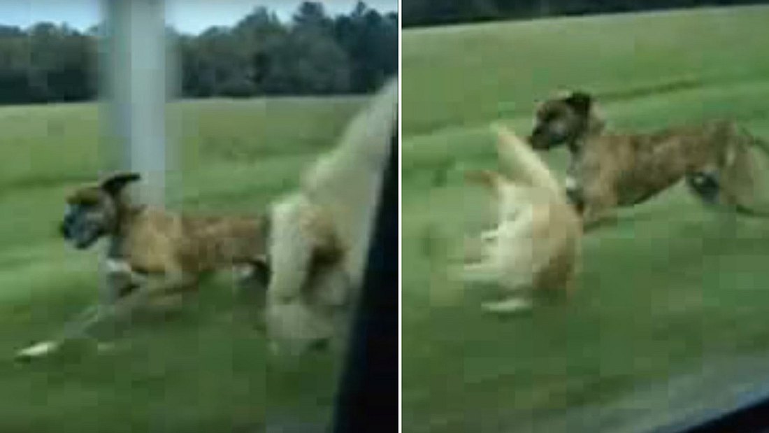 Hund springt aus fahrendem Auto