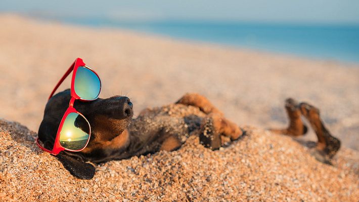 Stilsicherer Hund entspannt am Strand - Foto: iStock / Ирина Мещерякова