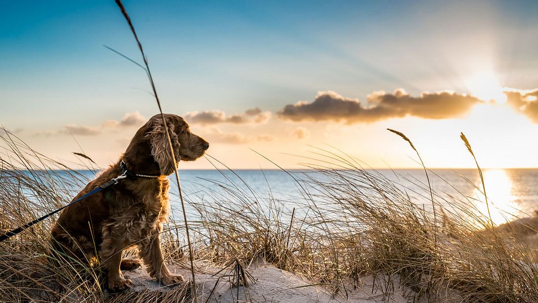 Hund genießt den Sonnenuntergang am Strand