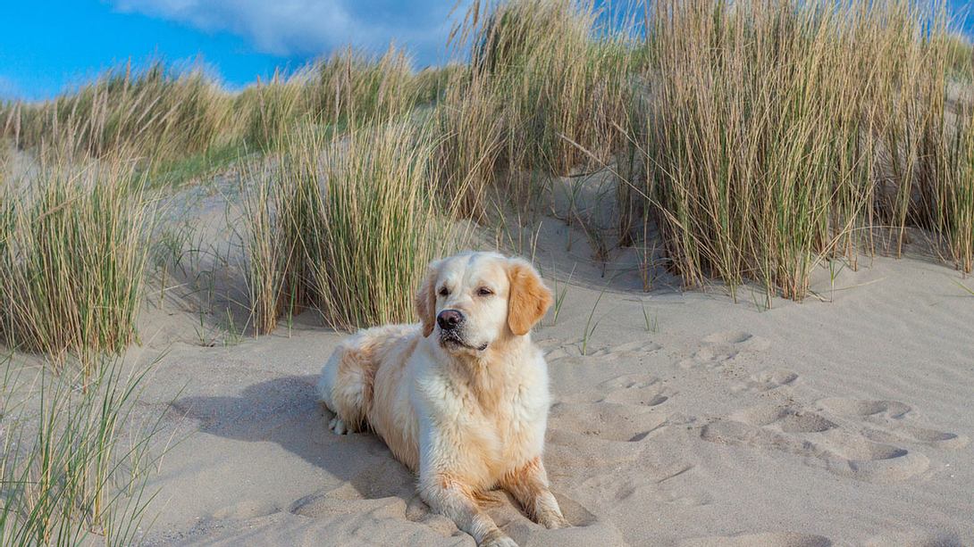 Ein Hund erholt sich am Strand - Foto: iStock / PhilStev