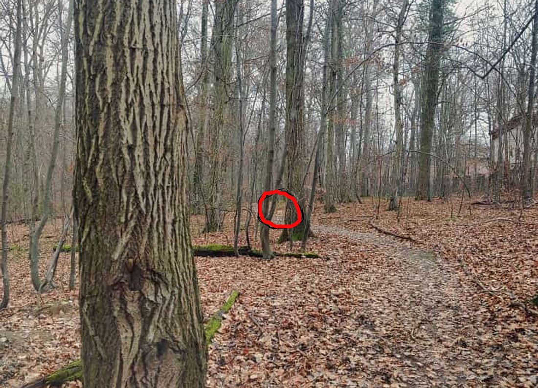 Du bist ein Genie, wenn du den Hund im Wald in unter 9 Sekunden erkennst Suchbild mit Hund