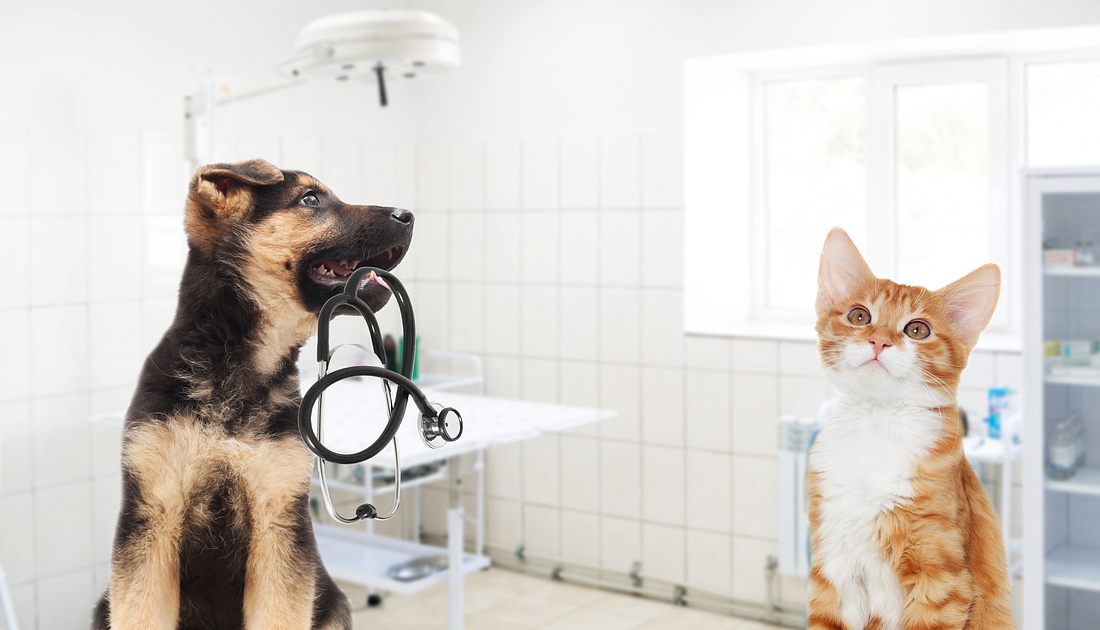 Hund und Katze beim Arzt