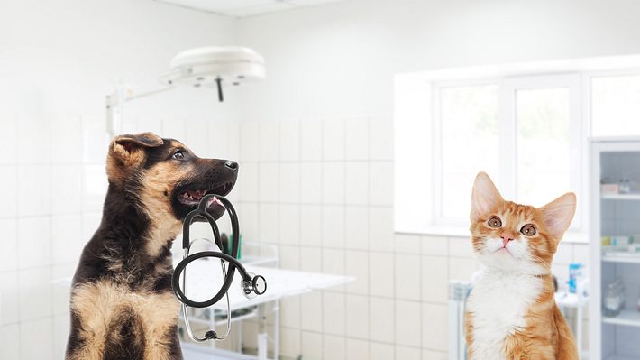 Hund und Katze beim Arzt - Foto: iStock / gurinaleksandr