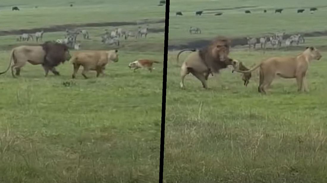 Humpelnder Hund attackiert Löwenpaar