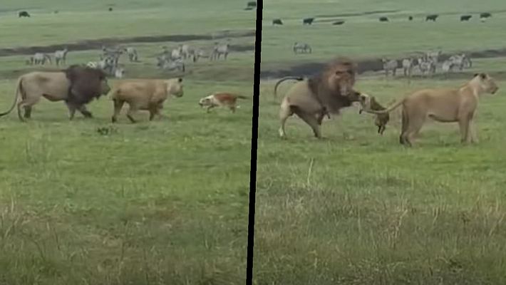 Humpelnder Hund attackiert Löwenpaar - Foto: YouTube / EcoTraining TV