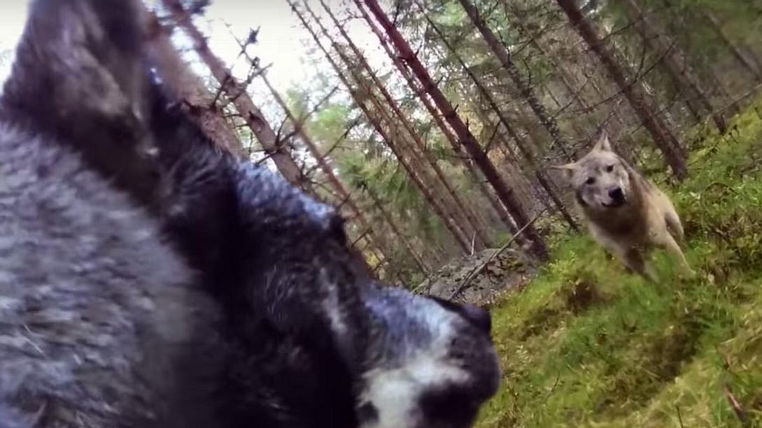 Die schwedische Hündin Klara hat mit einer GoPro gefilmt, wie sie von zwei Wölfen angegriffen wird - Foto: YouTube/Svensk Jakt