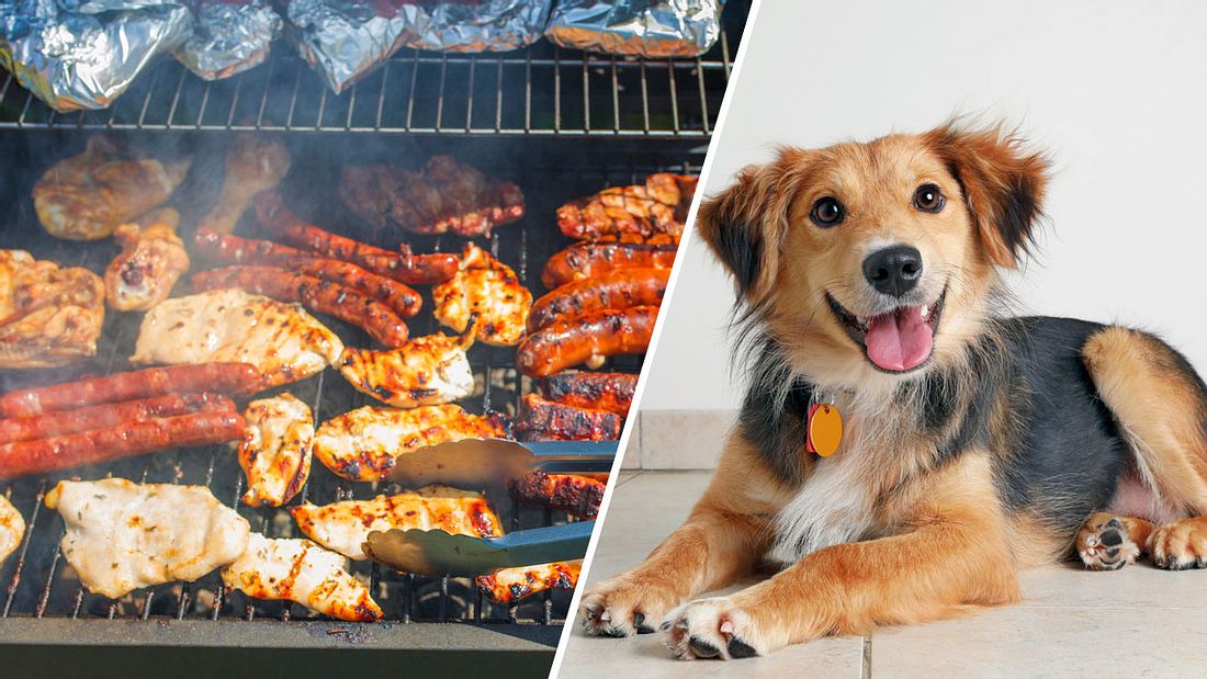PETA veranstaltet Hunde-BBQ in Einkaufspassage