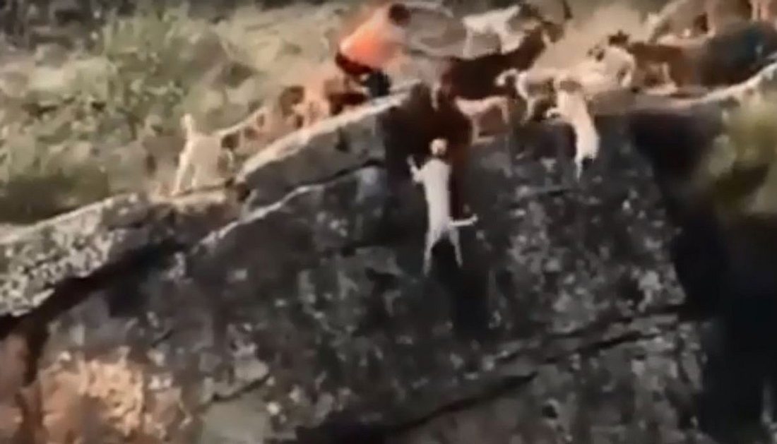 Skandalvideo: Jagdhunde stürzen reihenweise in eine Schlucht – Besitzer sieht zu Skandalvideo: Jagdhunde stürzen reihenweise in eine Schlucht – Besitzer sieht zu