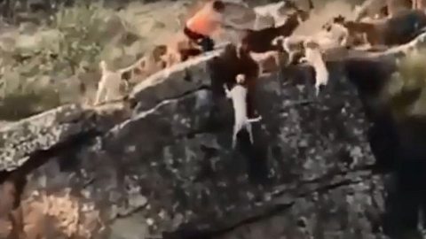 Skandalvideo: Jagdhunde stürzen reihenweise in eine Schlucht – Besitzer sieht zu - Foto: YouTube / zidyboby