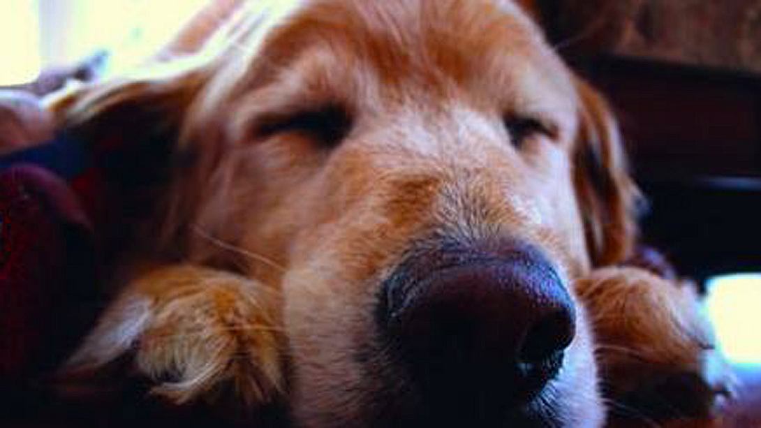 Eine neue Studie hat herausgefunden, wovon Hunde träumen - Foto: facebook/unilad