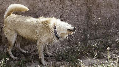 Arbeiter retten in Estland einen Wolf vorm Erfrieren (Symbolfoto). - Foto: iStock/fotocelia
