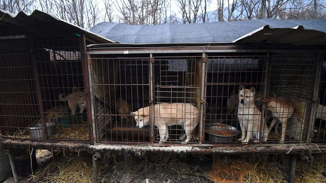 Eine Hundefarm in Südkorea Eine Hundefarm in Südkorea