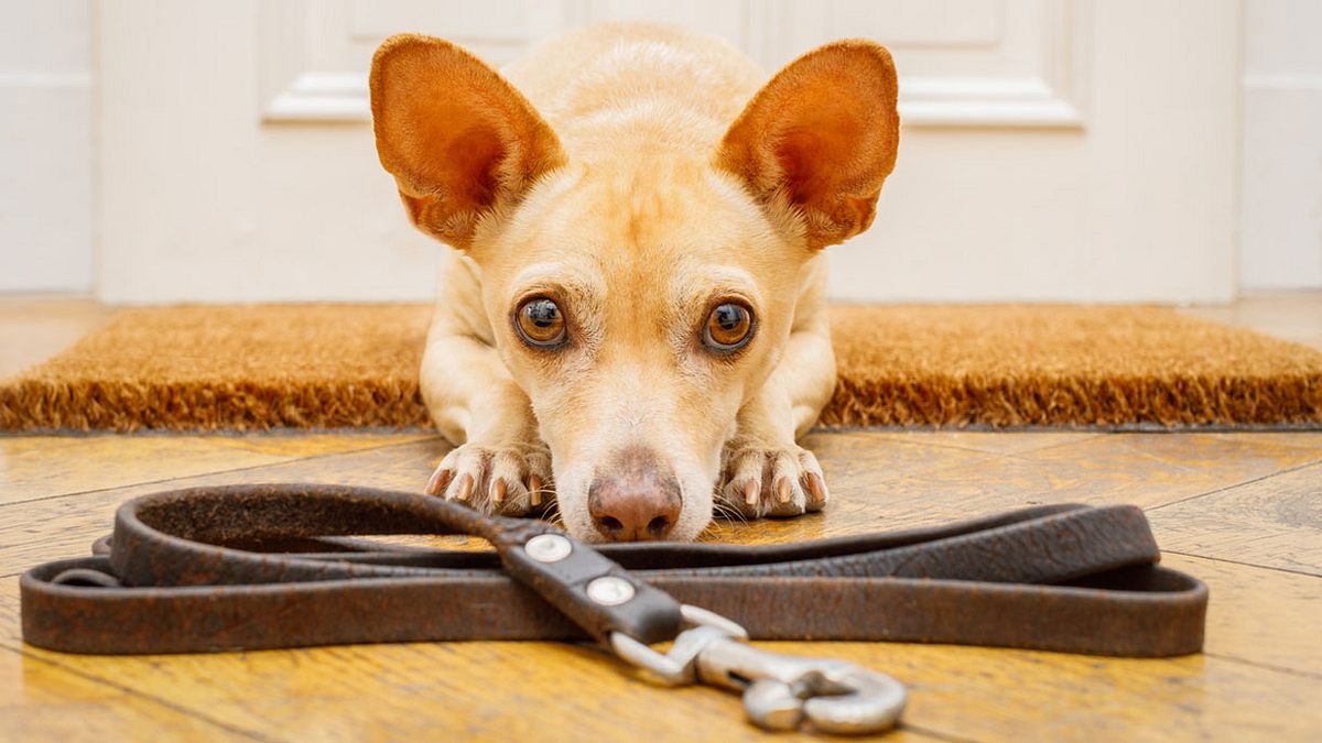 Hund mit großen Augen starrt auf Hundeleine