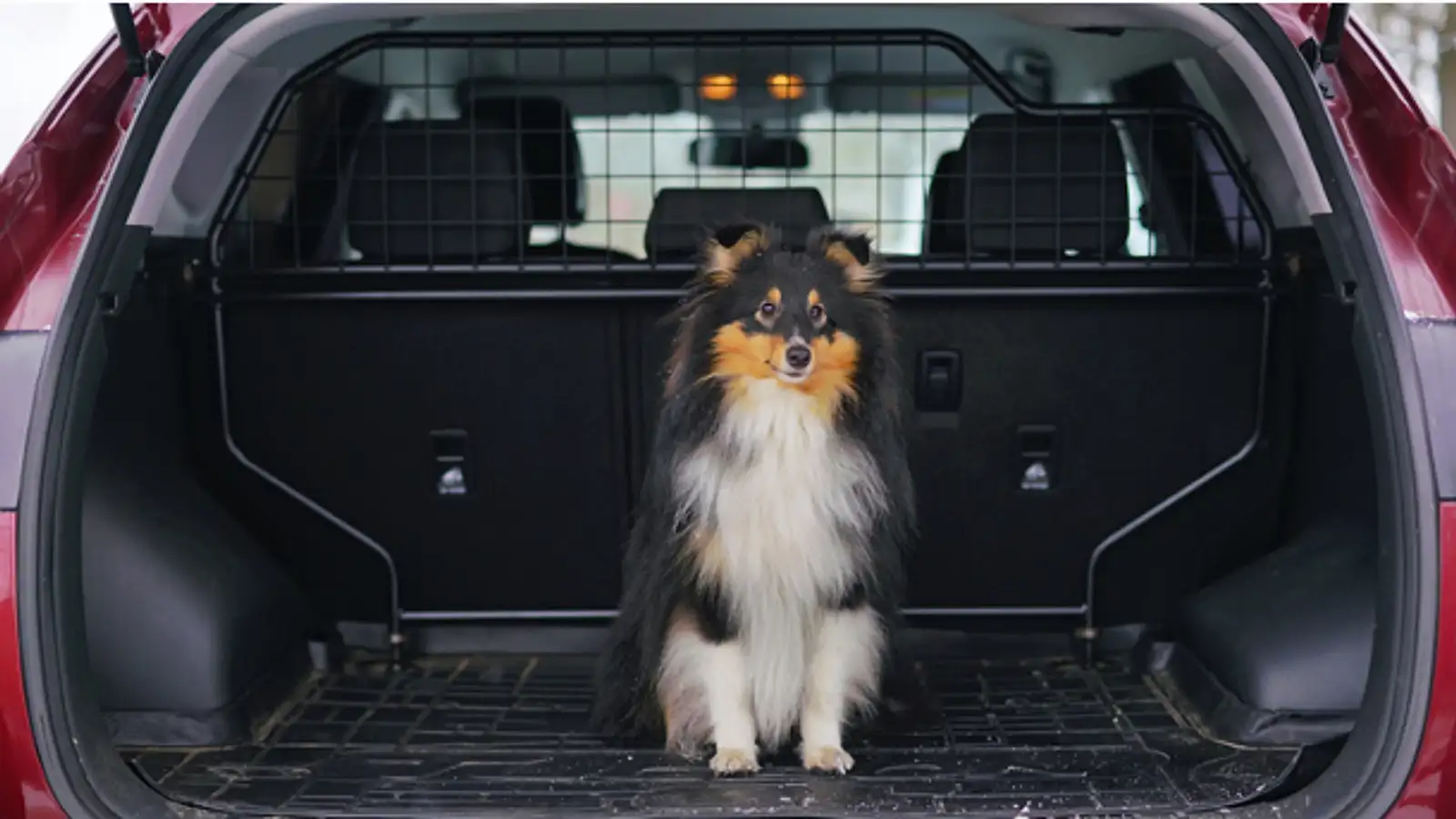 Hundegitter: Die besten Modelle für dein Auto