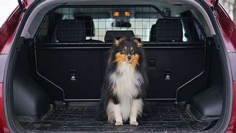 Hundegitter Auto - Foto: iStock / Eudyptula