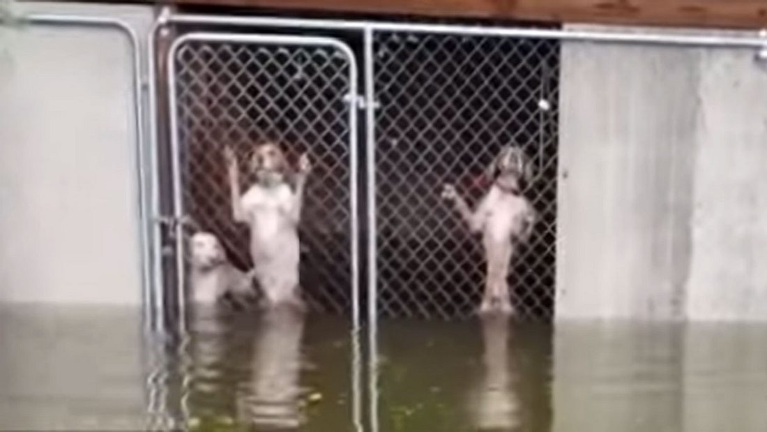 Hunderettung während Hurrikan Florence wütet. Hunderettung während Hurrikan Florence wütet.