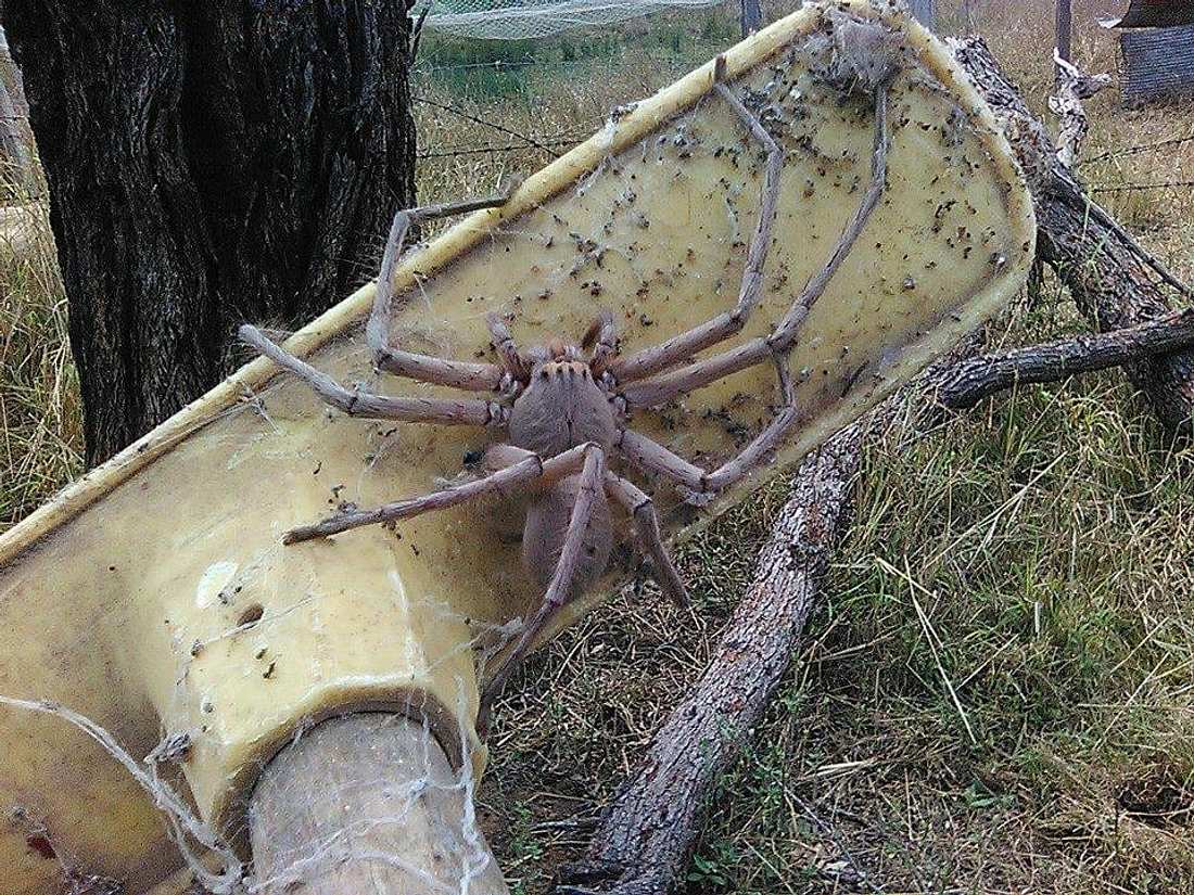 Huntsman-Spinne Charlotte wurde von einer Tierrettung in Australien entdeckt