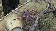 Huntsman-Spinne Charlotte wurde von einer Tierrettung in Australien entdeckt - Foto: Barnyard Betty’s Rescue