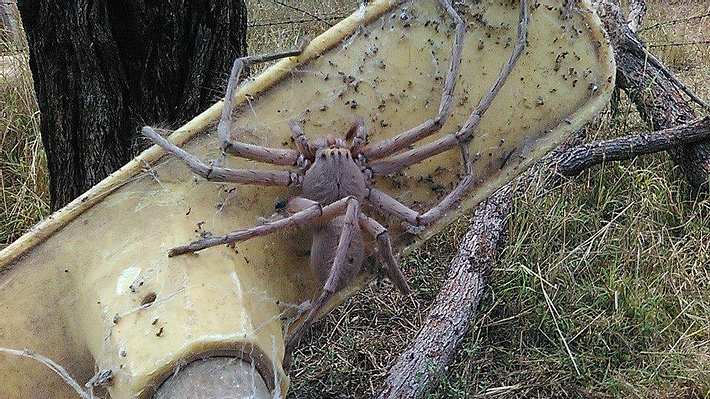 Huntsman-Spinne Charlotte wurde von einer Tierrettung in Australien entdeckt - Foto: Barnyard Betty’s Rescue