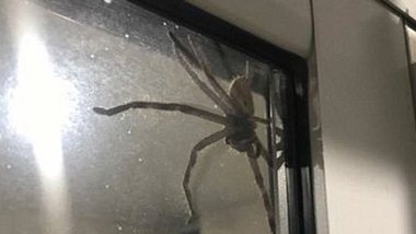 Ungebetener Dinner-Gast: Ein gigantische Huntsman-Spinne an einer Küchentür in Australien - Foto: Facebook/LaurenAnsell 