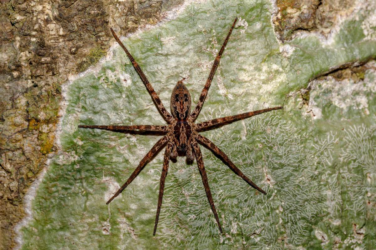 Huntsman-Spinne