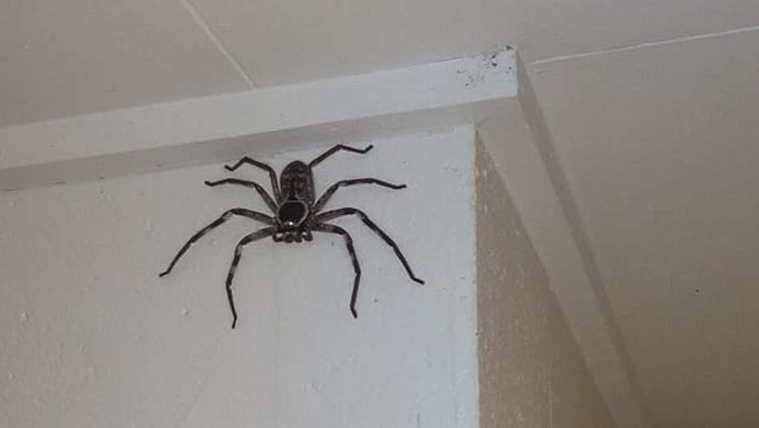 Furchtloser Mann lässt gigantische Huntsman-Spinne in seiner Wohnung leben  | Männersache